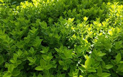 Adieu le désherbage chimique : cette plante couvre-sol forme un tapis si dense que plus aucune mauvaise herbe ne passe