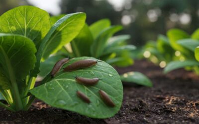 Votre potager est envahi par les limaces ? L&rsquo;astuce naturelle à base d&rsquo;un déchet de cuisine qui les éradique pour de bon