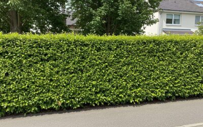 Voici la haie qui pousse en un temps record, ne demande quasi aucune taille et vous cache des voisins toute l&rsquo;année