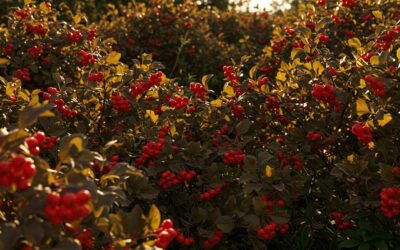 Ce petit fruit rouge que personne ne plante plus est pourtant le plus facile à cultiver et le plus résistant aux maladies