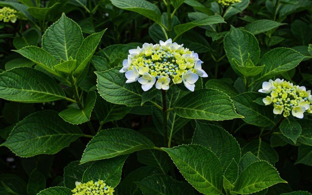 Votre hortensia ne fait pas de fleurs bleues ? C'est que vous lui donnez cet engrais que tout le monde recommande à tort