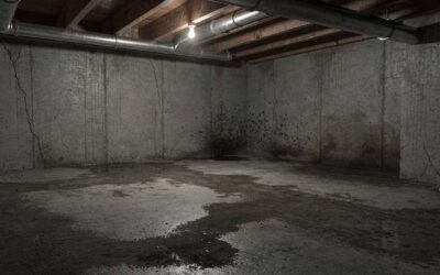 Cave humide : comment éviter fuites et moisissures ?